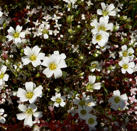 {Mononeuria glabra}